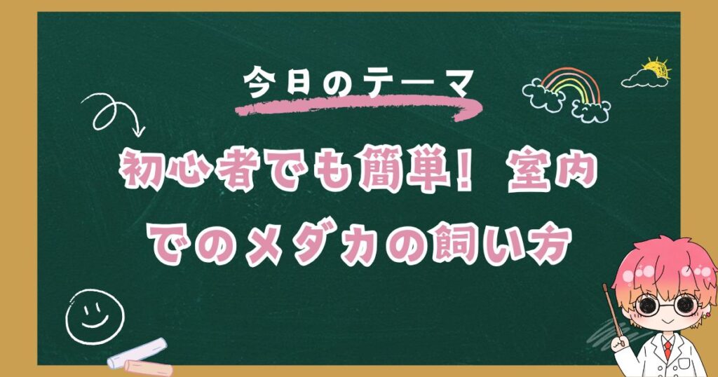 室内でのメダカの飼い方