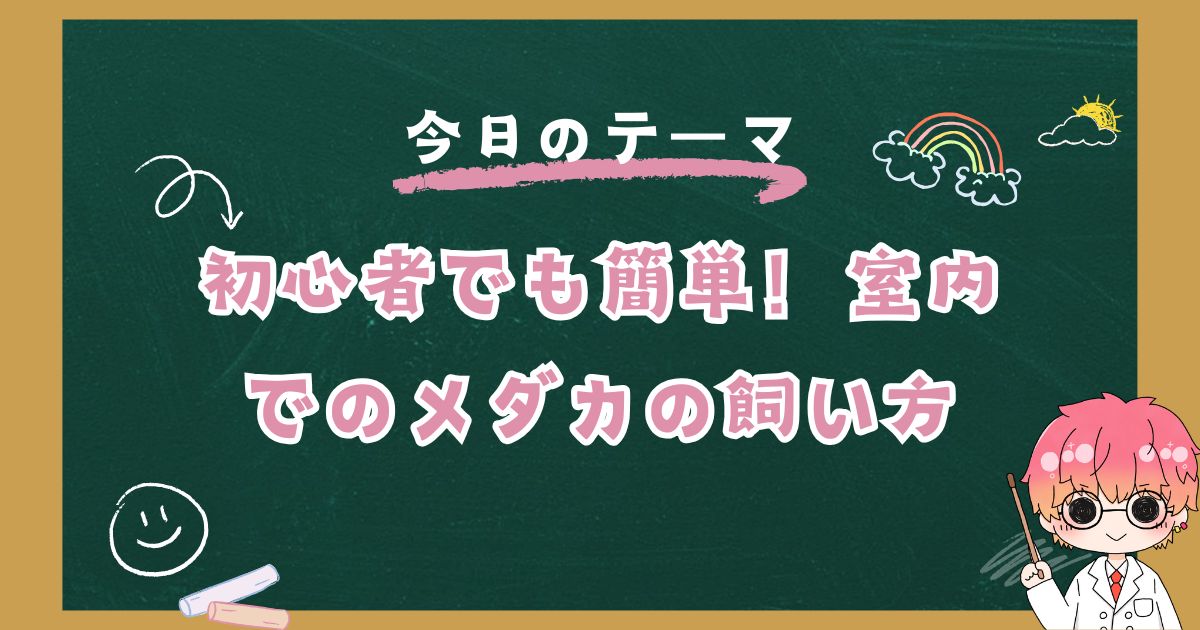 室内でのメダカの飼い方