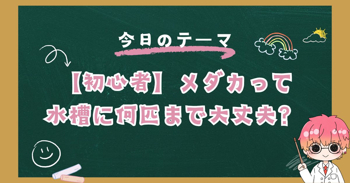 【初心者】メダカって水槽に何匹まで大丈夫?メダ活始めました